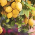 Amalfi Lemons In The Tree Landscape